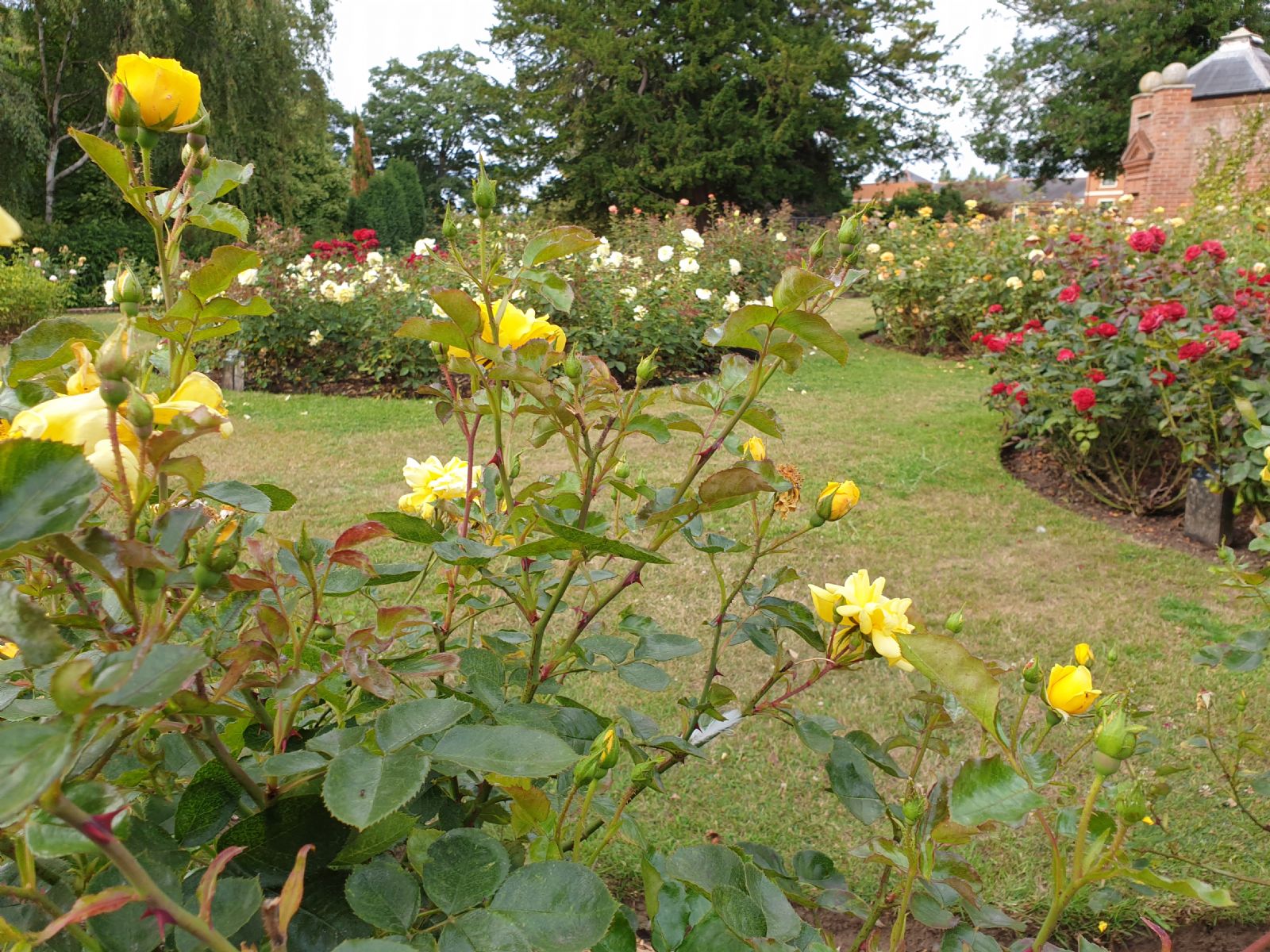 Imola Garden Colchester by Bahar