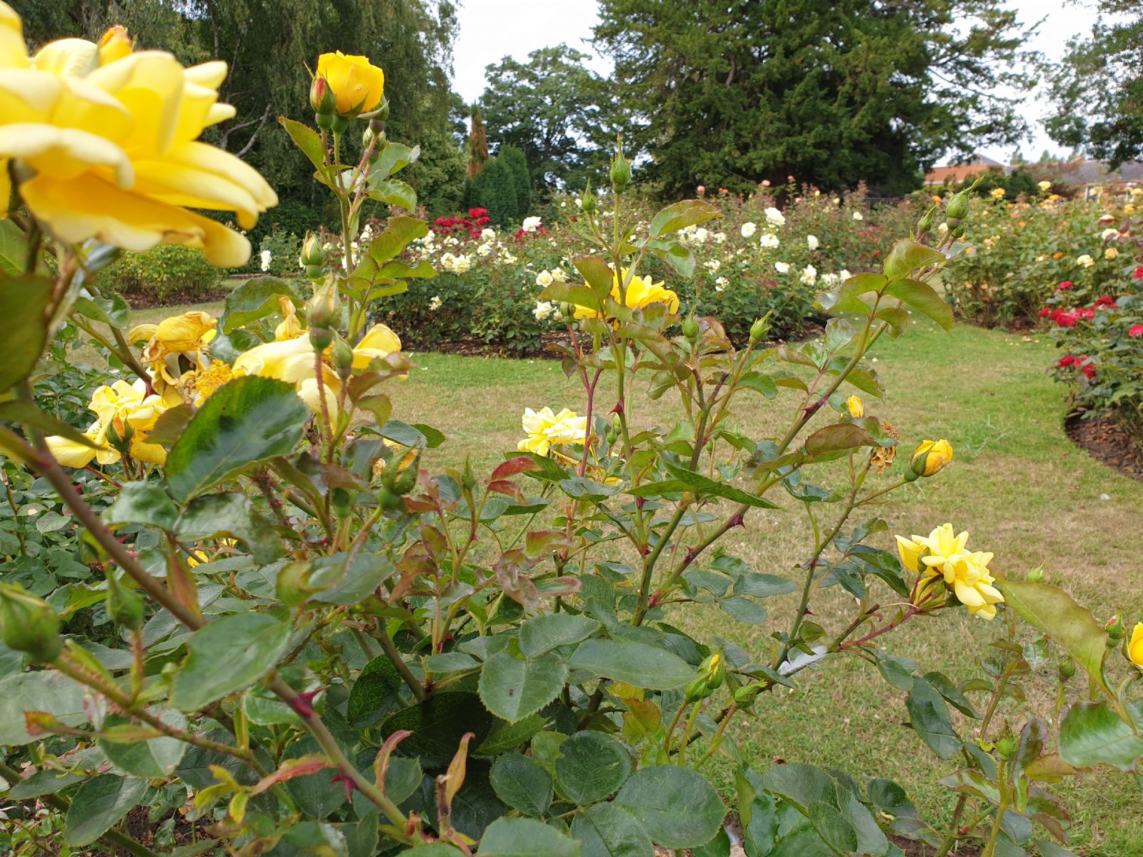 Imola Garden Colchester by Bahar