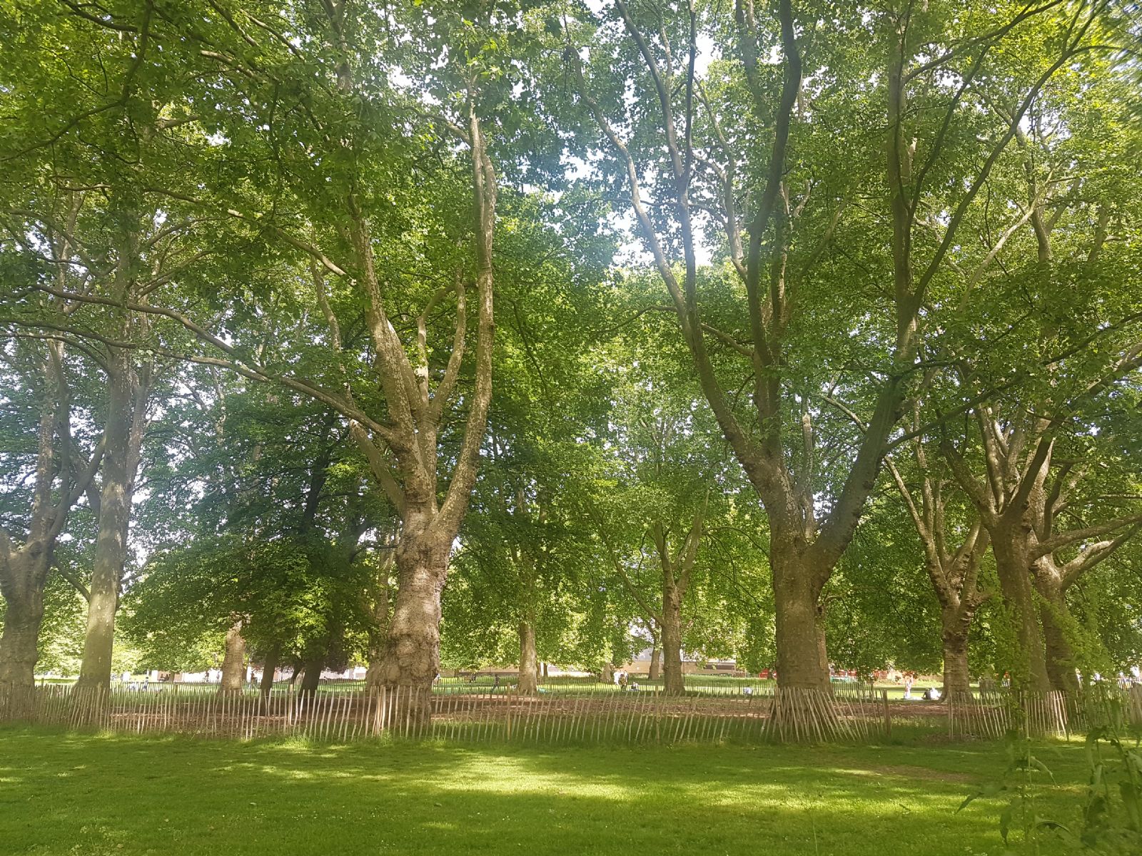 Millfields Park