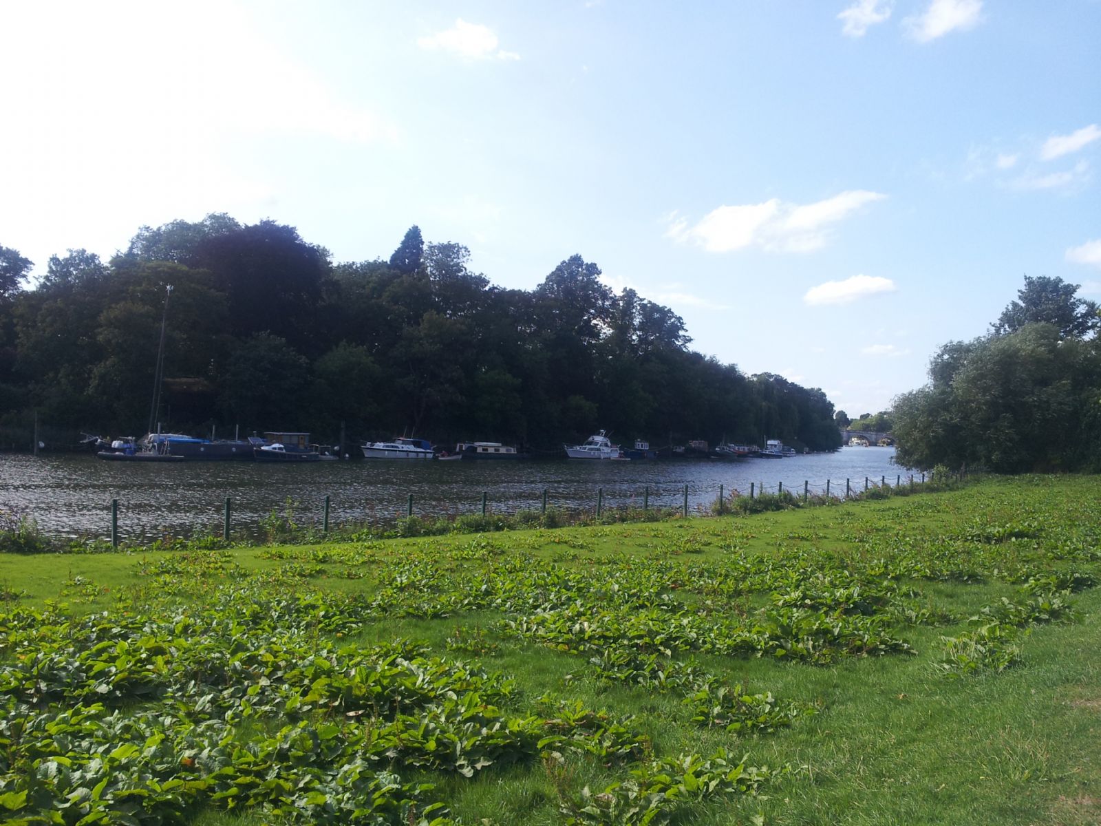 Buccleuch Gardens