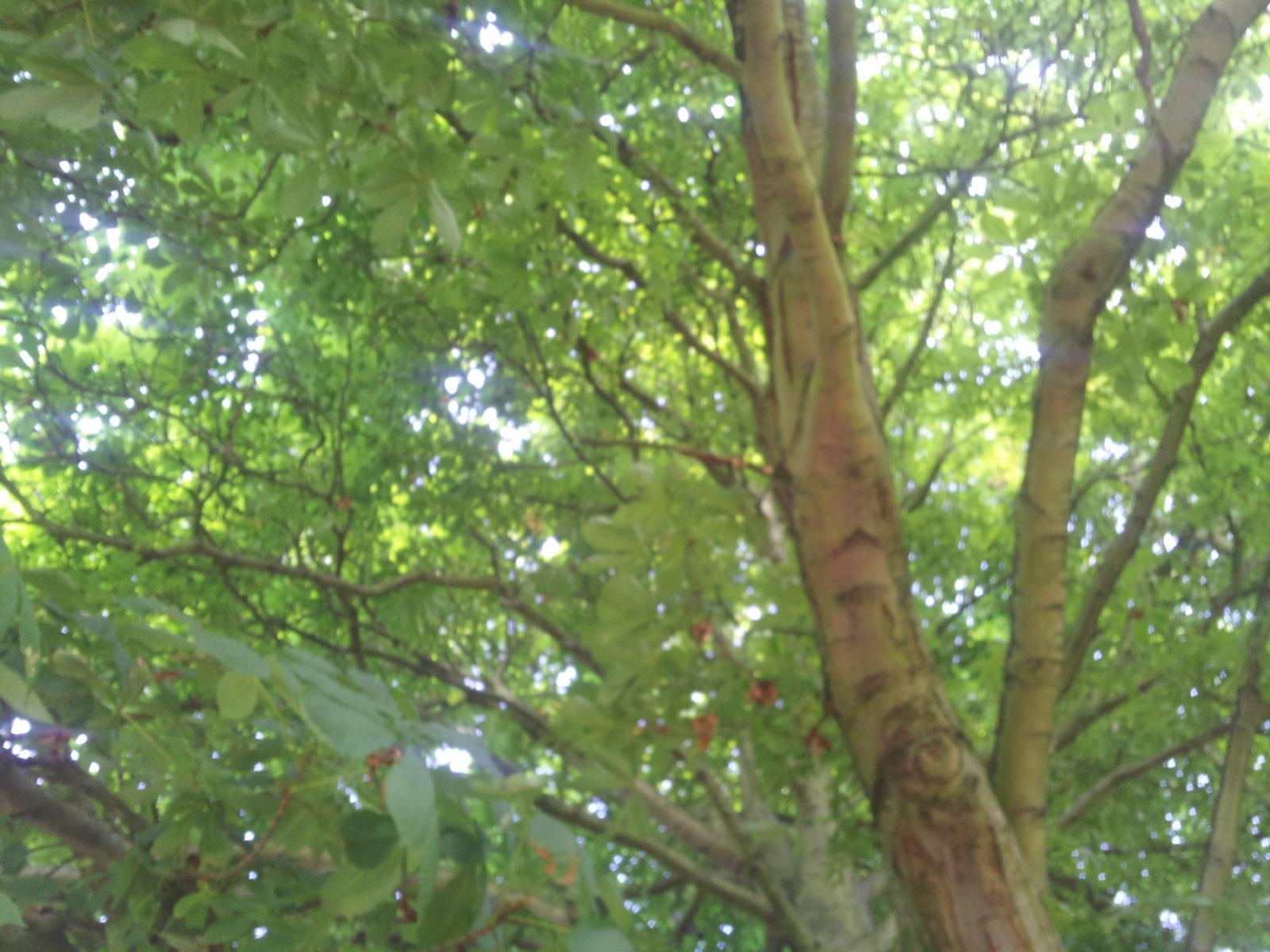 Buccleuch Gardens