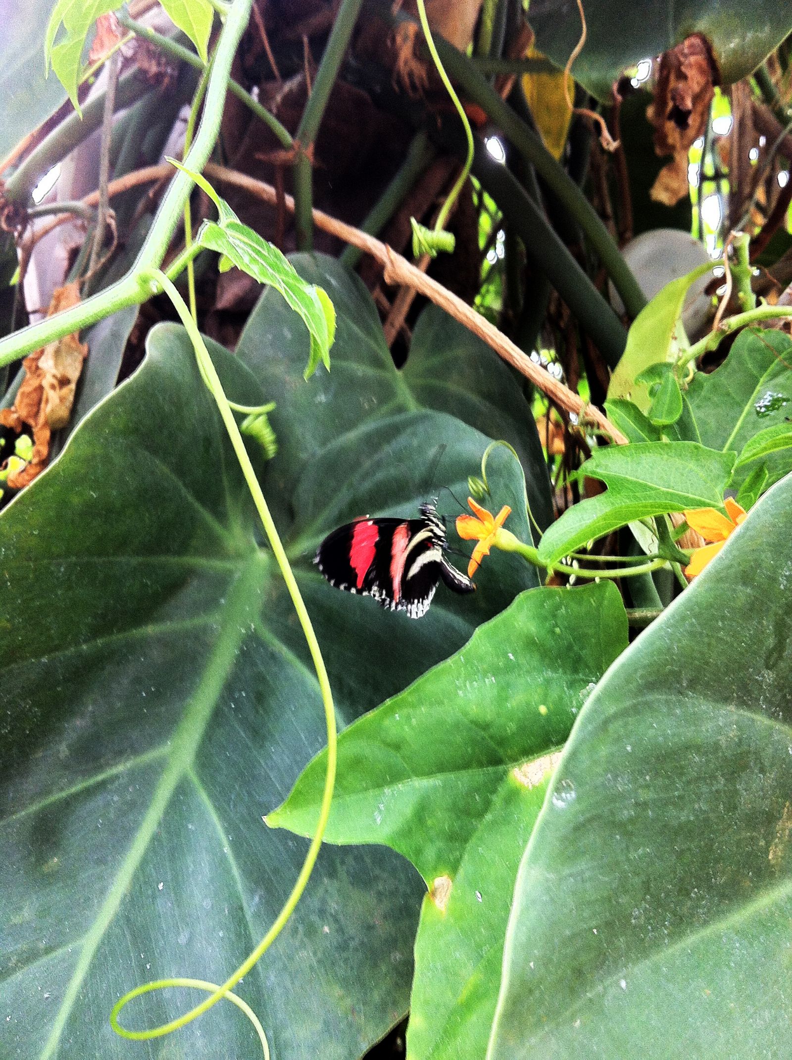 London Zoo
