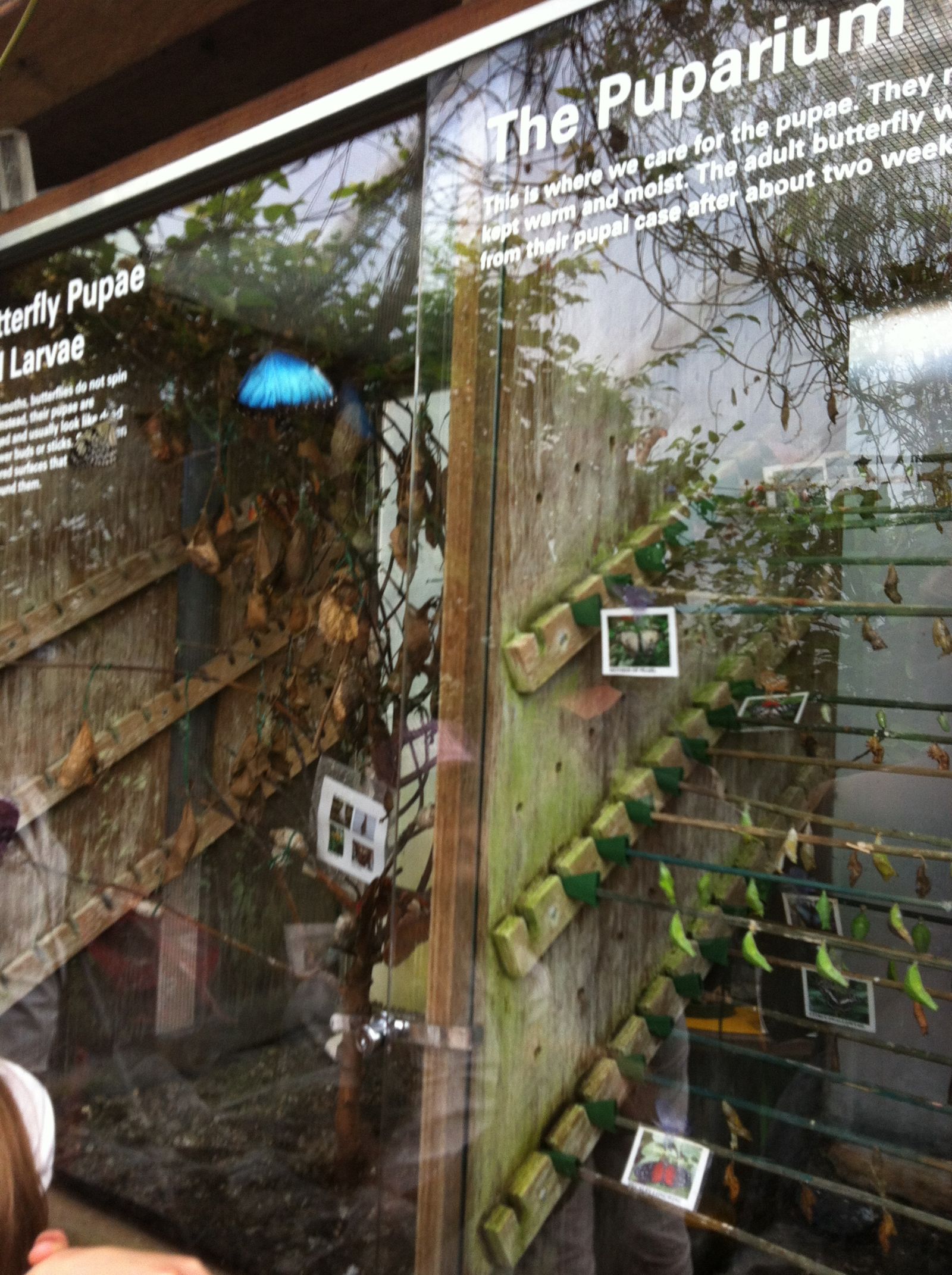 London Zoo