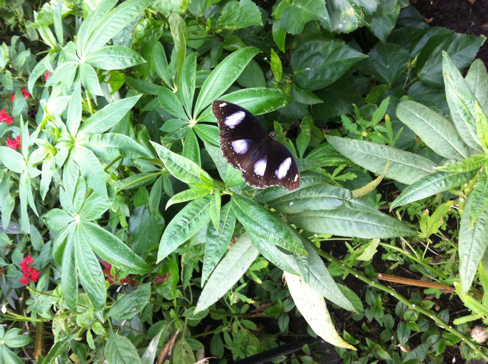 London Zoo