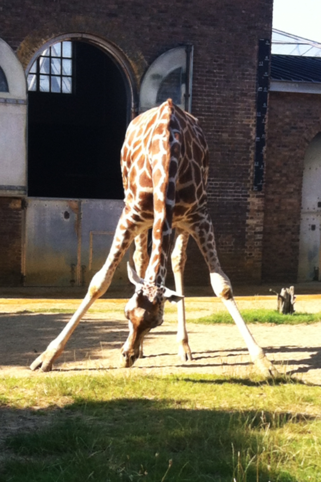 London Zoo