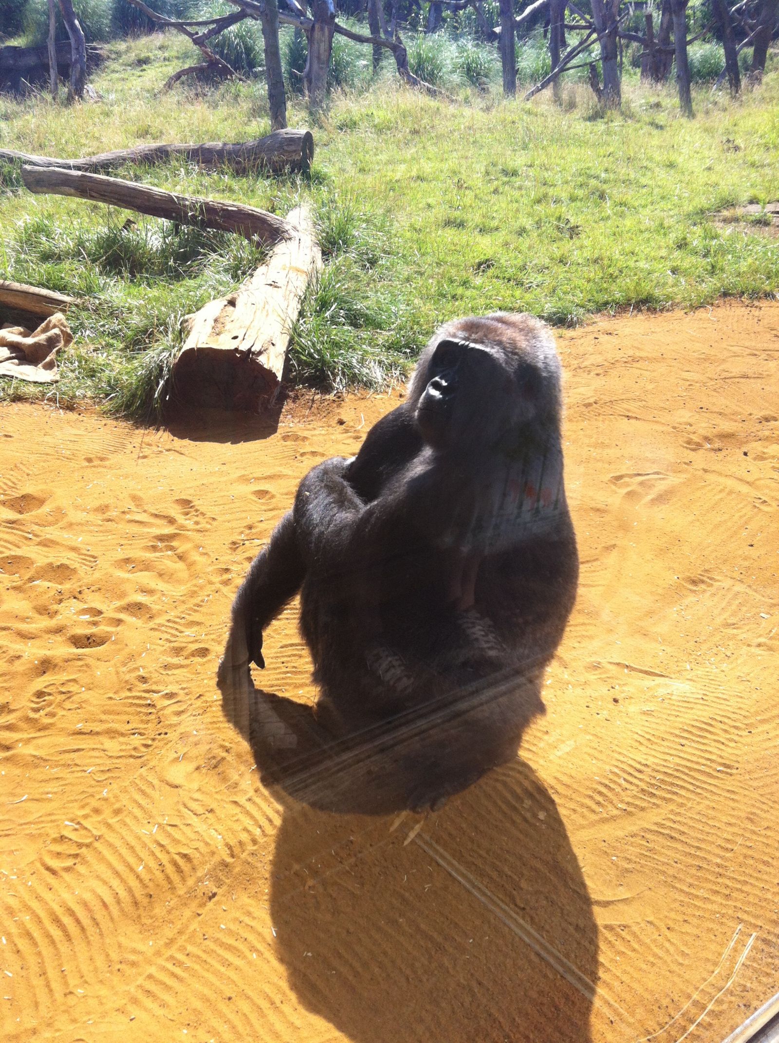 London Zoo