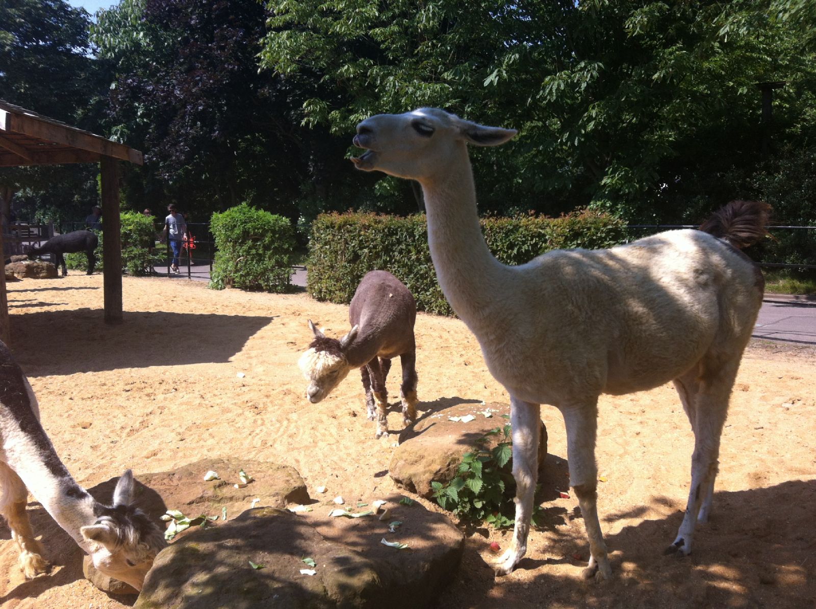 London Zoo