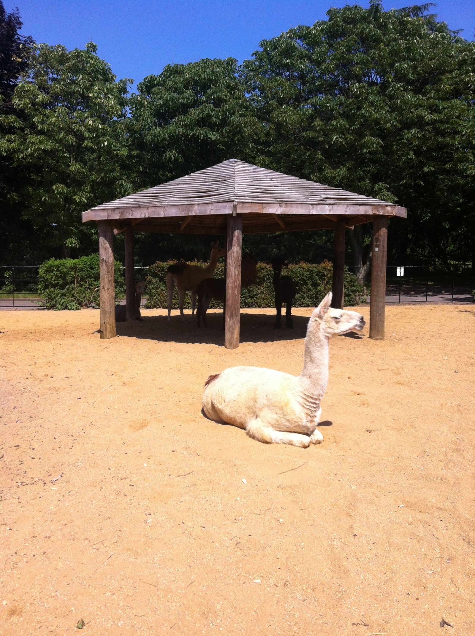 London Zoo