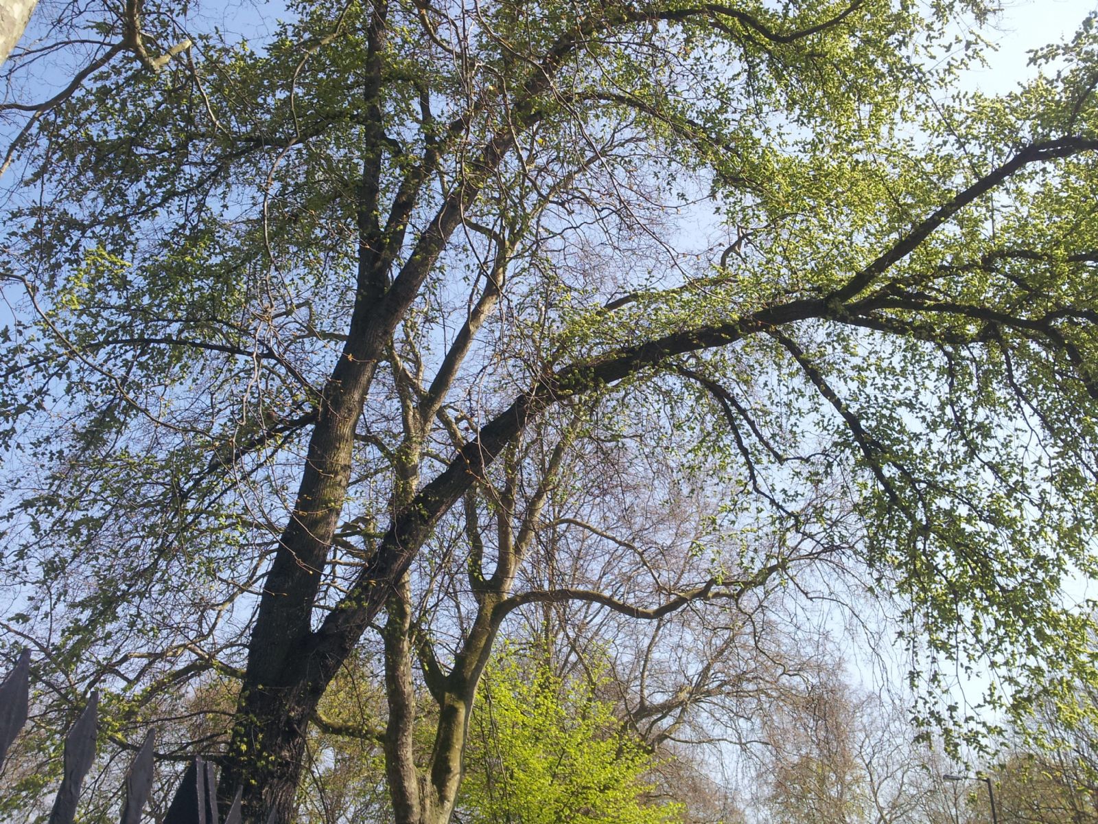 Millfields Park