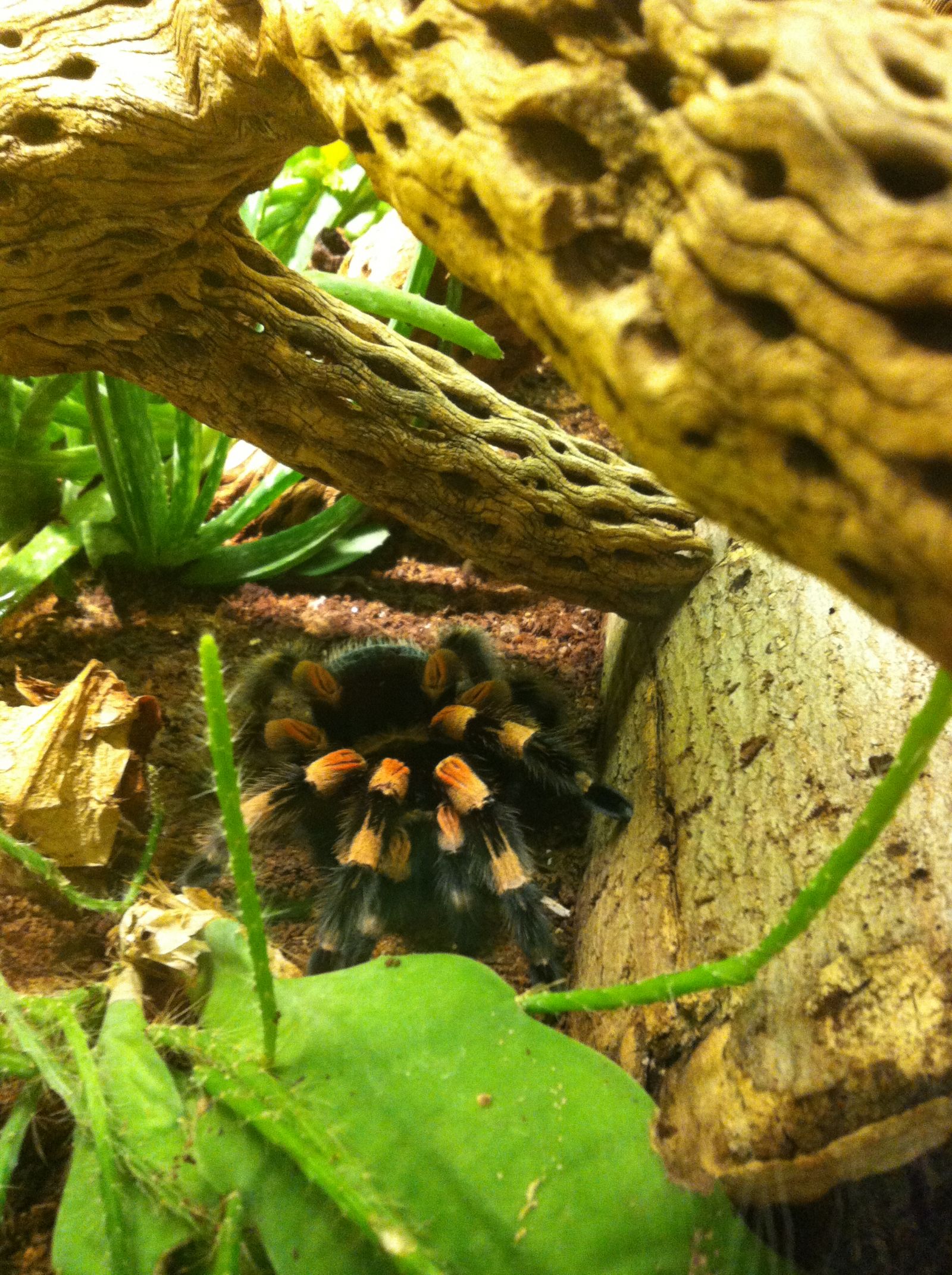 London Zoo