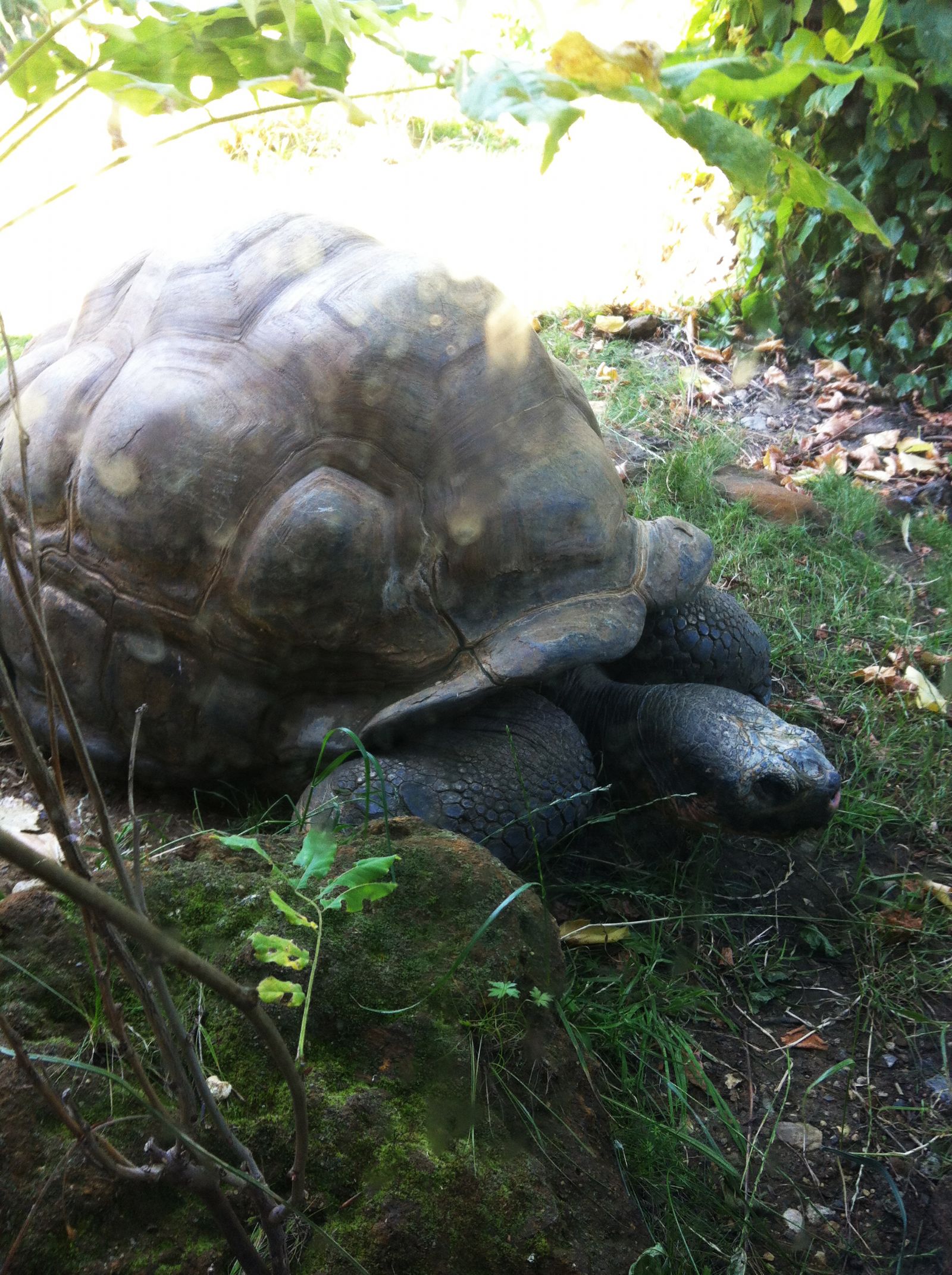 London Zoo